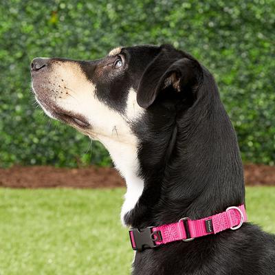 Show full view: PetSafe Quick Snap Buckle Nylon Martingale Dog Collar, Raspberry, Small: 9 to 11-in neck, 3/4-in wide slide 7 of 10