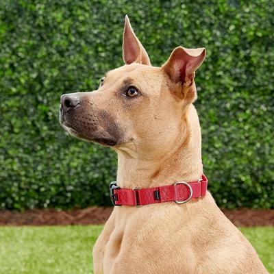 Show full view: PetSafe Quick Snap Buckle Nylon Martingale Dog Collar, Red, Medium: 11 to 15-in neck, 1-in wide slide 6 of 8