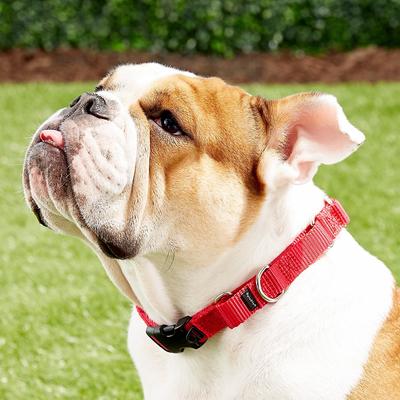 Show full view: PetSafe Quick Snap Buckle Nylon Martingale Dog Collar, Red, Medium: 11 to 15-in neck, 3/4-in wide slide 6 of 8