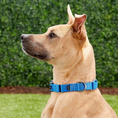 Show full view: PetSafe Quick Snap Buckle Nylon Martingale Dog Collar, Royal Blue, Medium: 11 to 15-in neck, 1-in wide slide 7 of 9