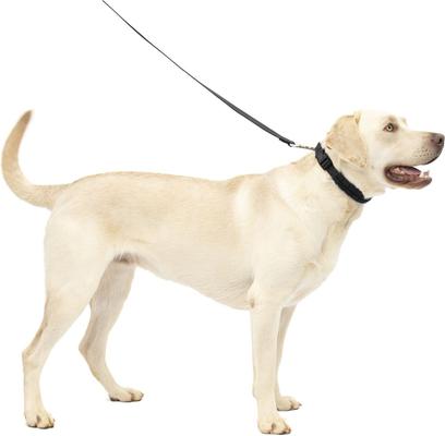 Show full view: PetSafe Soft Point Martingale Dog Training Collar, Black, Large slide 7 of 9