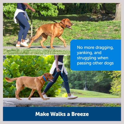 Show full view: PetSafe Soft Point Martingale Dog Training Collar, Black, Medium slide 5 of 9