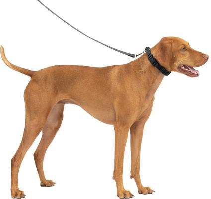 Show full view: PetSafe Soft Point Martingale Dog Training Collar, Black, Medium slide 7 of 9