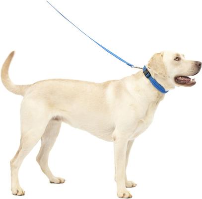 Show full view: PetSafe Soft Point Martingale Dog Training Collar, Royal Blue, Large slide 6 of 8