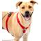 Show in main carousel: PetSafe Sure-Fit Adjustable Back Clip Dog Harness, Red, Large: 28 to 42-in chest slide 1 of 9