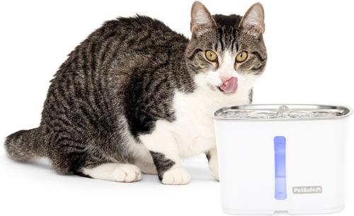 PETSAFE Viva Stainless Steel Cat & Dog Fountain, Steel, 64-oz - Chewy.com