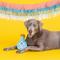 Show in main carousel: PETSHOP BY FRINGE STUDIO But First Tequila Squeaky Plush Dog Toy slide 4 of 4