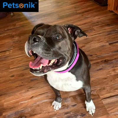 Show full view: Petsonik Standard LED Dog Collar Blue Medium slide 9 of 11