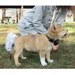 Show in main carousel: PetSpy M919 Premium 1/2 Mile Range Remote Dog Training Collar, 1 collar slide 8 of 12
