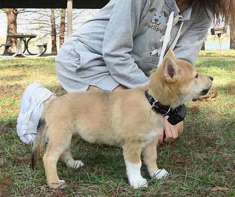 Show full view: PetSpy M919 Premium 1/2 Mile Range Remote Dog Training Collar, 1 collar slide 9 of 13