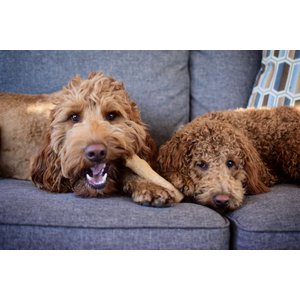 Petstages Dogwood Tough Dog Chew Toy, Large