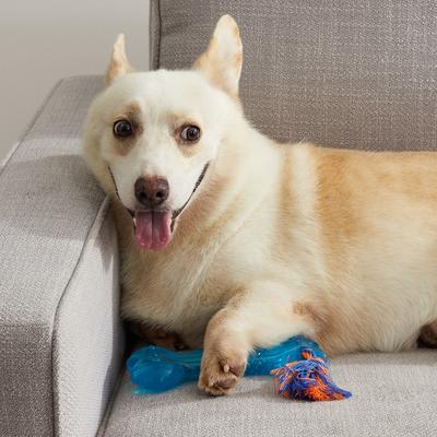 Show full view: Petstages Orka Bone Tough Dog Chew Toy, Regular slide 8 of 11