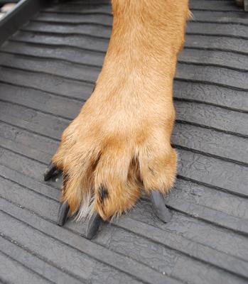 Show full view: PetSTEP Folding Pet Ramp, Graphite slide 6 of 10