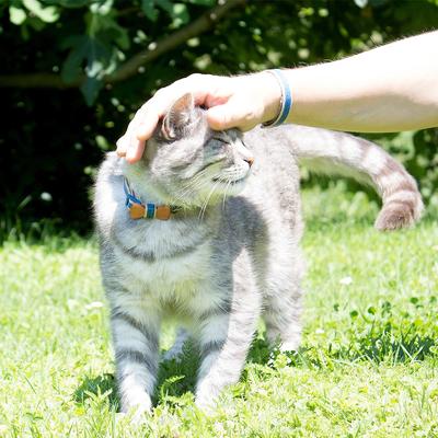Show full view: Pettsie Bow Tie Cotton Breakaway Cat Collar with Friendship Bracelet, Blue, 8 to 11-in neck, 3/8-in wide slide 4 of 7