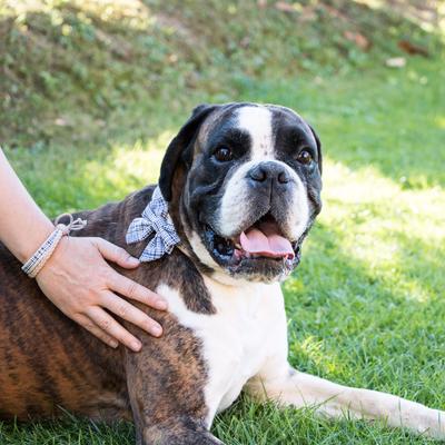 Show full view: Pettsie Cotton Bow Tie Standard Dog Collar, Blue, Medium slide 3 of 8