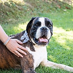 Pettsie Cotton Bow Tie Standard Dog Collar, Blue, Small slide 2 of 6
