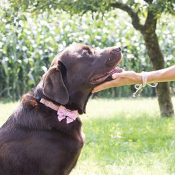 Pettsie Cotton Bow Tie Standard Dog Collar, Pink, Medium slide 2 of 8