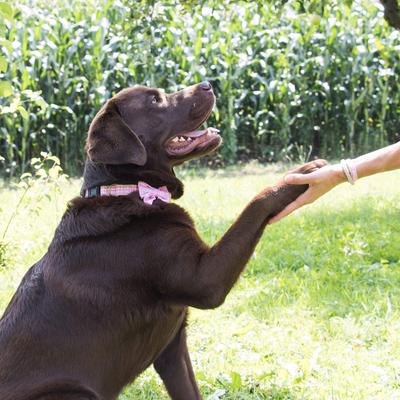 Show full view: Pettsie Cotton Bow Tie Standard Dog Collar, Pink, Medium slide 6 of 9