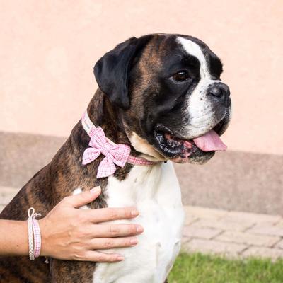 Show full view: Pettsie Cotton Bow Tie Standard Dog Collar, Pink, Small slide 9 of 10