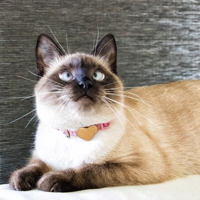 Show full view: Pettsie Heart Cotton Breakaway Cat Collar with Friendship Bracelet, Pink, 8 to 11-in neck, 3/8-in wide slide 4 of 8