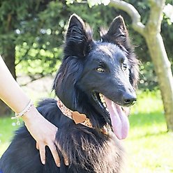 Pettsie Heart Standard Dog Collar, Red, Small slide 2 of 6