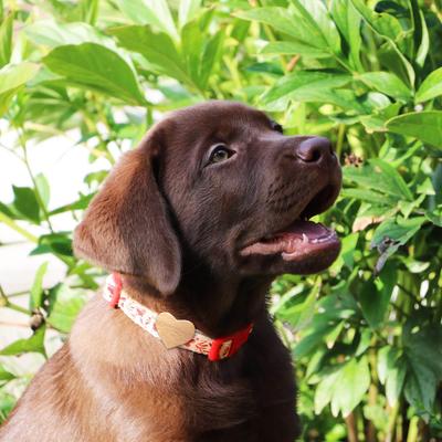 Show full view: Pettsie Heart Dog Collar, Red, Small slide 4 of 7