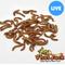 Show in main carousel: Phat Jack Farms Live Mealworms Reptile Treats, Medium, 1000 count slide 1 of 3