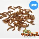 Phat Jack Farms Live Mealworms Reptile Treats, Medium, 1000 count