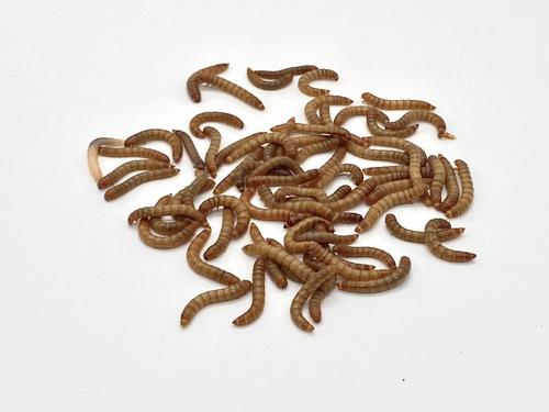 Show full view: Phat Jack Farms Live Mealworms Reptile Treats, Medium, 5000 count slide 5 of 10