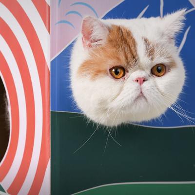 Show full view: Pidan Cat Scratcher House, Large: 19.9-in slide 3 of 10