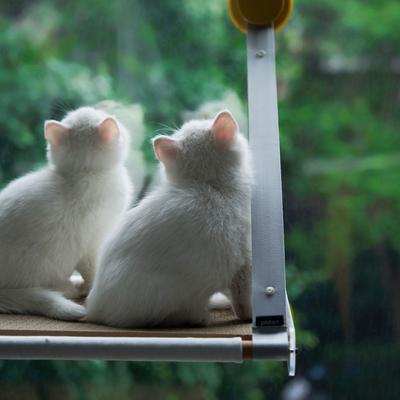 Show full view: Pidan Sunbathing Time Cat Window Perch, Large slide 4 of 13