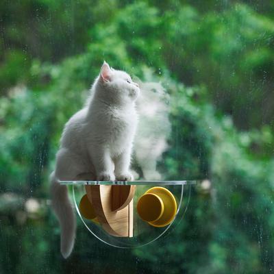 Show full view: Pidan Sunbathing Time Cat Window Perch Stair, Large slide 3 of 12