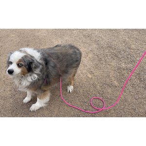 Piggy Poo and Crew 12' Adjustable Mini Pig Harness & Leash, Pink