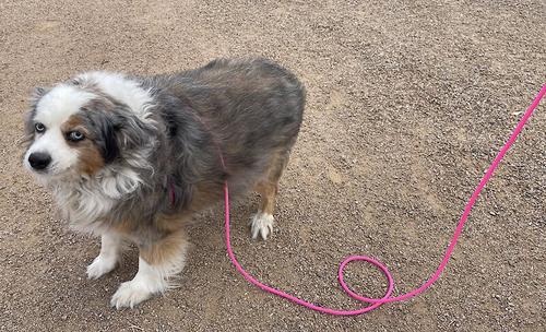 Show full view: Piggy Poo and Crew 12' Adjustable Mini Pig Harness & Leash, Pink slide 3 of 8