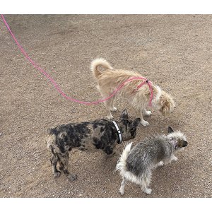 Piggy Poo and Crew 12' Adjustable Mini Pig Harness & Leash, Pink