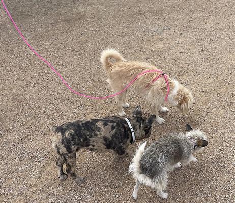 Show full view: Piggy Poo and Crew 12' Adjustable Mini Pig Harness & Leash, Pink slide 4 of 8