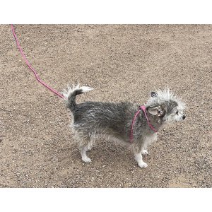Piggy Poo and Crew 12' Adjustable Mini Pig Harness & Leash, Pink