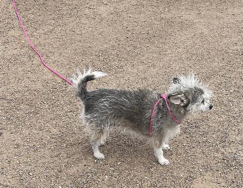 Show full view: Piggy Poo and Crew 12' Adjustable Mini Pig Harness & Leash, Pink slide 5 of 8