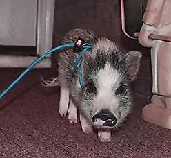Piggy Poo and Crew 12' Adjustable Mini Pig Harness & Leash, Teal slide 2 of 5