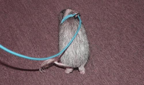 Show full view: Piggy Poo and Crew 12' Adjustable Mini Pig Harness & Leash, Teal slide 3 of 8