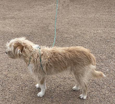 Show full view: Piggy Poo and Crew 12' Adjustable Mini Pig Harness & Leash, Teal slide 4 of 8