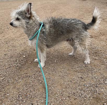 Show full view: Piggy Poo and Crew 12' Adjustable Mini Pig Harness & Leash, Teal slide 5 of 8