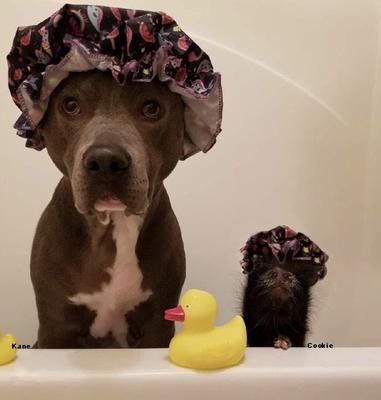 Show full view: Piggy Poo and Crew All Natural Lavender Scented Pig Shampoo, 26-oz bottle slide 2 of 4