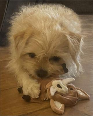 Show full view: Piggy Poo and Crew Boar Paper Crinkle Squeaker Toy, 2 count slide 3 of 5