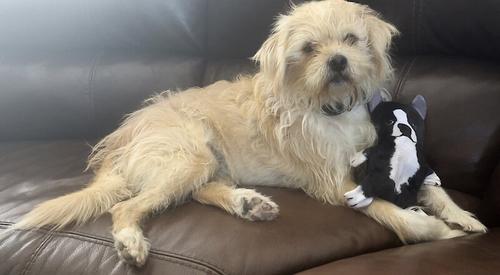 Show full view: Piggy Poo and Crew Boston Terrier Paper Crinkle Squeaker Toy, 2 count slide 3 of 6