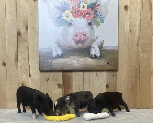 Show full view: Piggy Poo and Crew Chicken & Egg Paper Crinkle Squeaker Toys Farm Toy, Medium slide 4 of 6