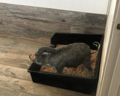 Piggy Poo and Crew Essentials Starter Pack Bundle Pig Toys, Blue slide 2 of 6