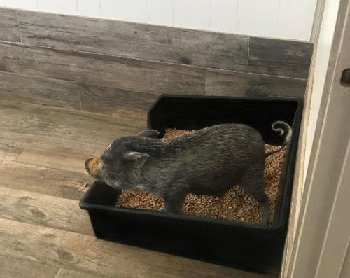 Show full view: Piggy Poo and Crew Essentials Starter Pack Bundle Pig Toys, Blue slide 3 of 9