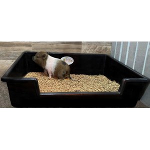 Piggy Poo and Crew Litter Box for Animals Big or Small, X-Large