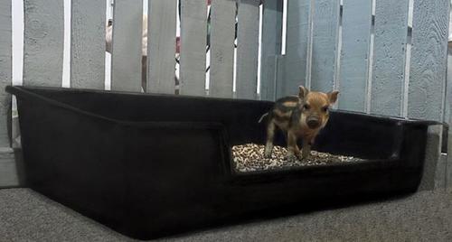 Show full view: Piggy Poo and Crew Litter Box for Animals Big or Small, X-Large slide 8 of 11